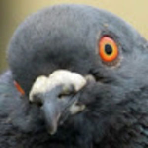 Meet your Posher, Hayden